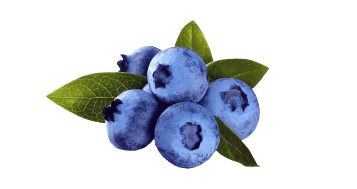 Blueberry Blueberry